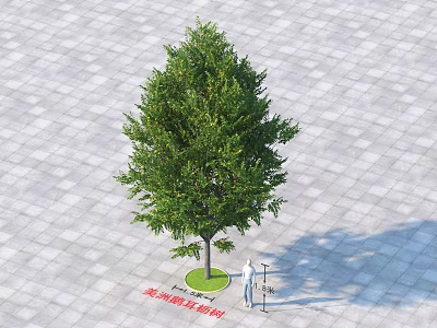 Arbor DBH Measurement Scene on Stone Pavement with Measuring Tools and Person 3d model