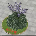 Dutch Hosta With Purple Flowers And Green Leaves With White Edges On Green Round Base