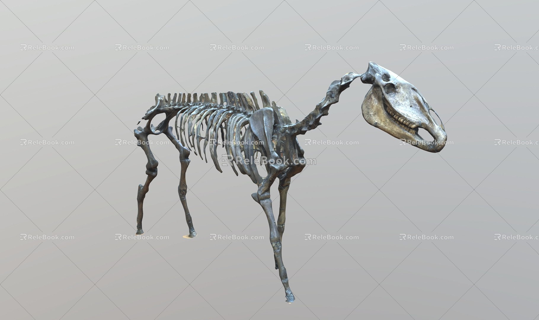 Modern Horse Fossil Skeleton 3d model