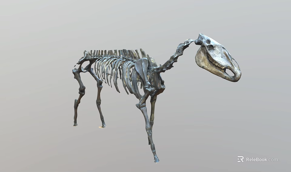 Reptile Skeleton Complete Articulated Display in Standing Posture with Detailed Bones on Gray Background 3d model 