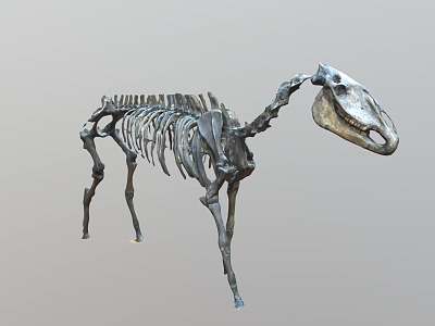 Modern Horse Fossil Skeleton 3d model