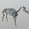 Modern Horse Fossil Skeleton 3d model