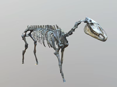 Reptile Skeleton Complete Articulated Display in Standing Posture with Detailed Bones on Gray Background 3d model