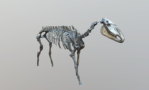 Modern Horse Fossil Skeleton 3d model