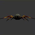 Unique Spider With White Body Skull Pattern And Red Yellow Striped Legs On Black Background