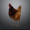 Red Brown Chicken Full Body With Red Comb Standing On Dark Background