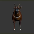 Okapi Wild Animal With Reddish Brown Coat White Stripes Horns And Distinctive Facial Markings