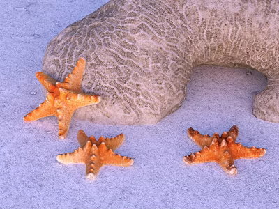 Multiple Orange Starfish And Textured Rock On Sandy Surface With Natural Patterns 3d model