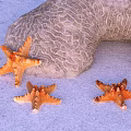 Multiple Orange Starfish And Textured Rock On Sandy Surface With Natural Patterns 3d model