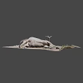 Dead Deer With Large Antlers Lying On Ground With Grass And Dirt