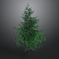 Tall Green Tree With Lush Dense Foliage Standing Isolated Against Dark Background