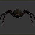 Detailed View Of Large Spider With Long Thin Legs And Brown Spotted Body