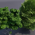 Lush Green Arbor with Dense Foliage and Vibrant Leaves in Natural Garden Landscape