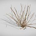 Different Types of 3D Rendered Plants Including Cacti Grasses and Shrubs on White Background