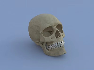 Skull Decorations Skull Bones Skeleton Ornaments 3d model