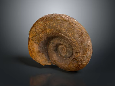 Well Preserved Ammonite Fossil Showing Spiral Shell Of Ancient Aquatic Animal 3d model