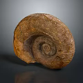 Well Preserved Ammonite Fossil Showing Spiral Shell Of Ancient Aquatic Animal