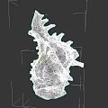 Conch Shell Sculpture Carving With Intricate Details And Natural Texture Design