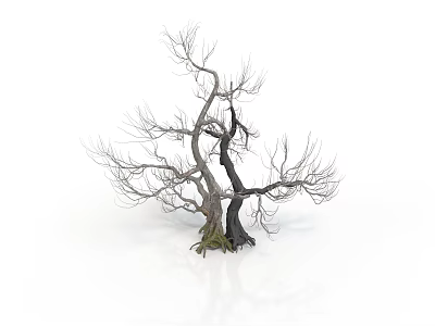 Leafless Tree with Two Main Trunks and Green Moss at Roots on White Background 3d model