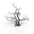 Leafless Tree with Two Main Trunks and Green Moss at Roots on White Background 3d model
