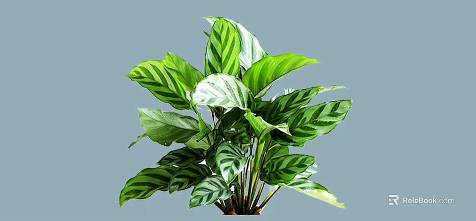 Vibrant Green Striped Leaf Shrub For Indoor And Outdoor Garden Decoration 3d model 