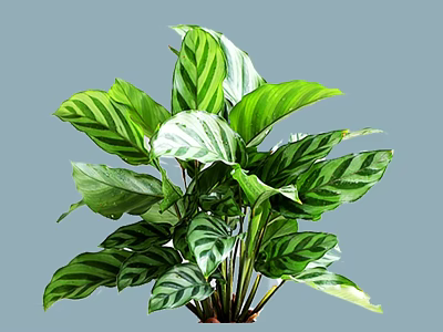 Vibrant Green Striped Leaf Shrub For Indoor And Outdoor Garden Decoration 3d model