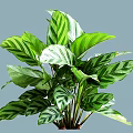 Vibrant Green Striped Leaf Shrub For Indoor And Outdoor Garden Decoration