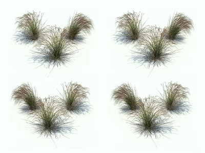 Clumping Ornamental Grass Plants With Natural Shape Soft Shadows On White Background 3d model
