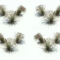 Clumping Ornamental Grass Plants With Natural Shape Soft Shadows On White Background