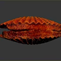 Vibrant Red Scallop Ribbed Shell Structure Against Dark Background With Reflection
