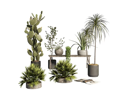 Decorative Indoor Potted Plants With Various Succulents Cactus Greenery And Wooden Shelf 3d model