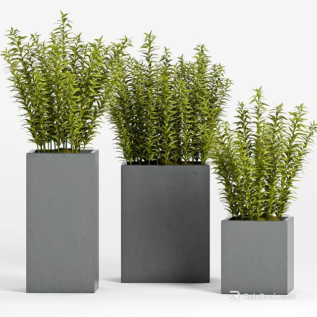 Lush Green Bonsai Potted Plants in Square Gray Concrete Planters 3d model 