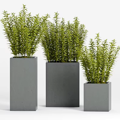 Lush Green Bonsai Potted Plants in Square Gray Concrete Planters 3d model