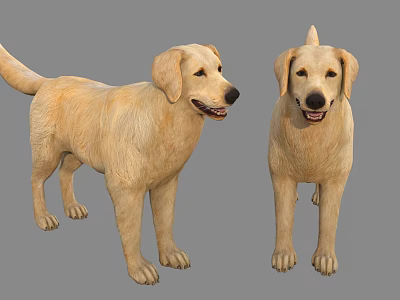 Two Cute Yellow Labrador Dogs Standing and Smiling on Gray Background 3d model