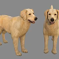 Two Cute Yellow Labrador Dogs Standing and Smiling on Gray Background