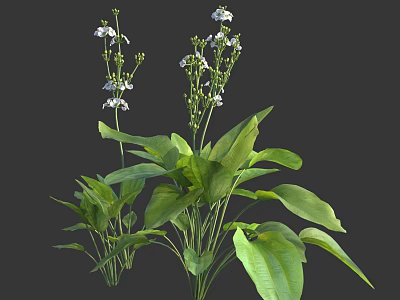 Natural Growing Small White Flowers And Green Leafy Plants With Lush Foliage 3d model