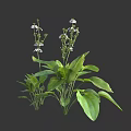Natural Growing Small White Flowers And Green Leafy Plants With Lush Foliage