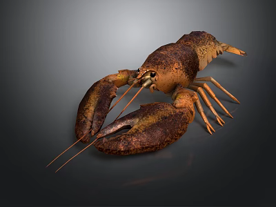 Realistic Brown Orange Lobster With Large Claws On Dark Background 3d model