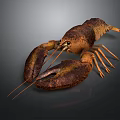 Realistic Brown Orange Lobster With Large Claws On Dark Background 3d model