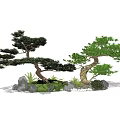 Graceful Pine Trees with Curved Trunks and Surrounding Green Moss Rocks 3d model