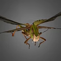 Green Grasshopper With Large Wings And Long Hind Legs Isolated On Gray Background