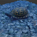 Turtle With Colorful Shell Crawling On Blue Stones In Natural Scene