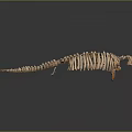 Detailed Medical Device Human Skeleton Model for Anatomical Education and Research