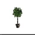 Bonsai Plant with Lush Green Leaves and Twisted Trunk in White Ceramic Pot