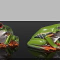 Green Tree Frogs With Red Eyes And Orange Feet On Black Background With Reflections