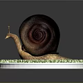 Snail Cartoon Snail Snail Small Snail Reptile Cold Blooded Animal Reptile 3d model