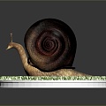 Snail Cartoon Snail Snail Small Snail Reptile Cold Blooded Animal Reptile 3d model