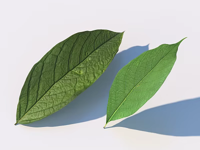 Two Vibrant Green Leaves With Visible Veins Smooth Surface And Shadows On White Background 3d model