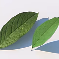 Two Vibrant Green Leaves With Visible Veins Smooth Surface And Shadows On White Background