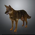 Brown And Black Dog With Erect Ears Standing Open Mouth On Shiny Reflective Floor